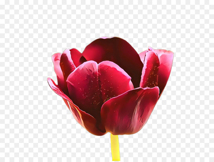 Flor Vermelha，Florescer PNG