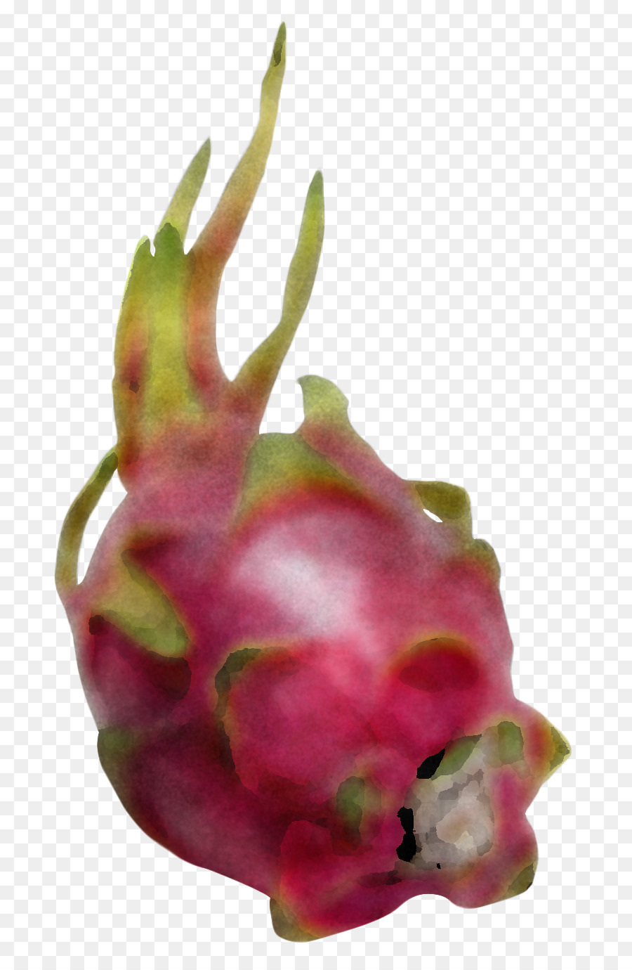 Pitaia，Frutas PNG