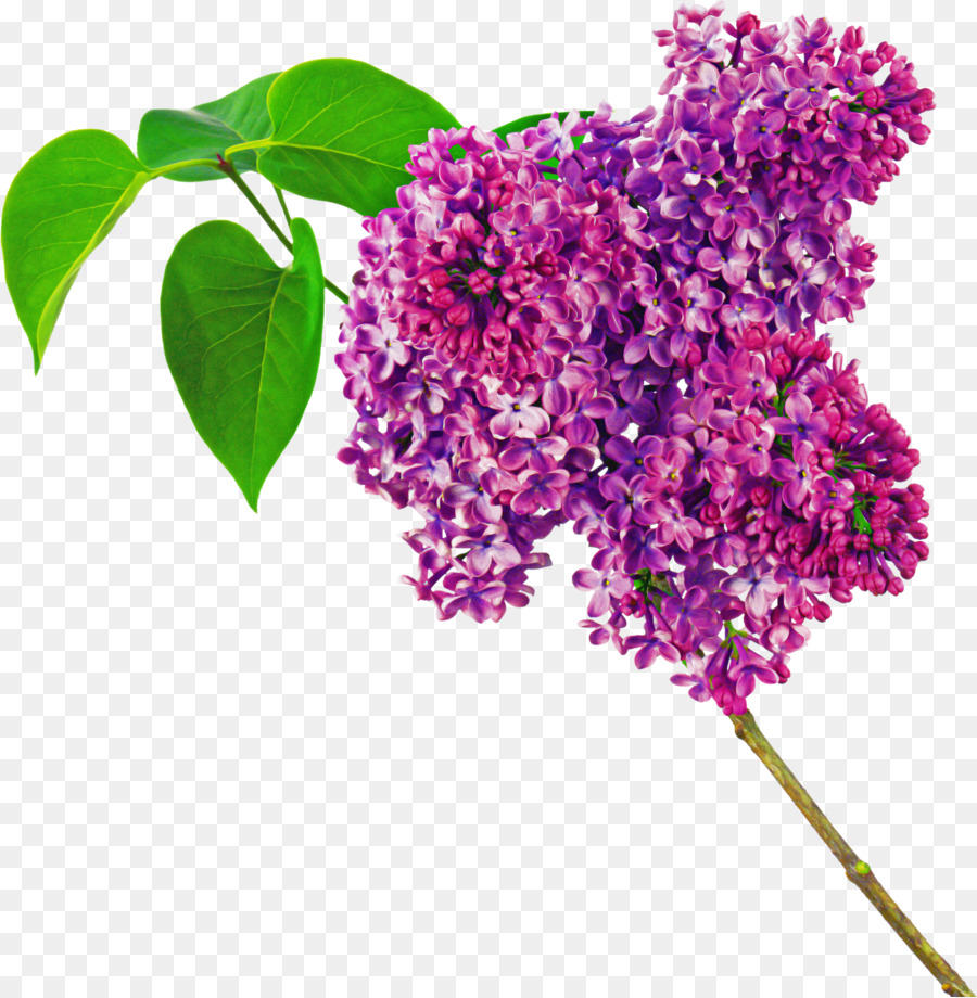 Flor Roxa，Florescer PNG