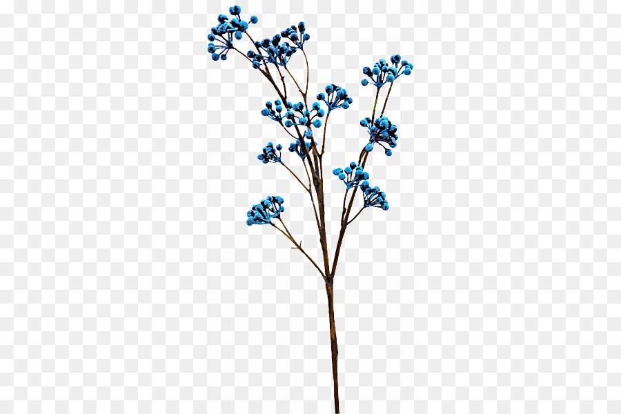 Flor，Planta PNG