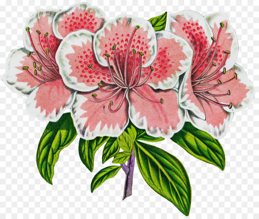 Flor，Plantar PNG