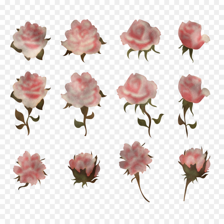 Rosas Cor De Rosa，Florescer PNG