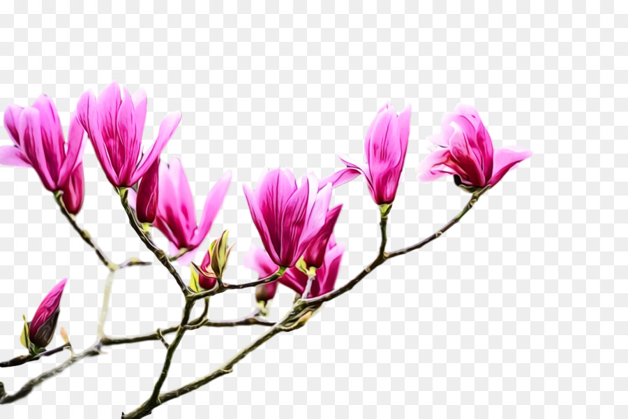 Flores Cor De Rosa，Florescer PNG