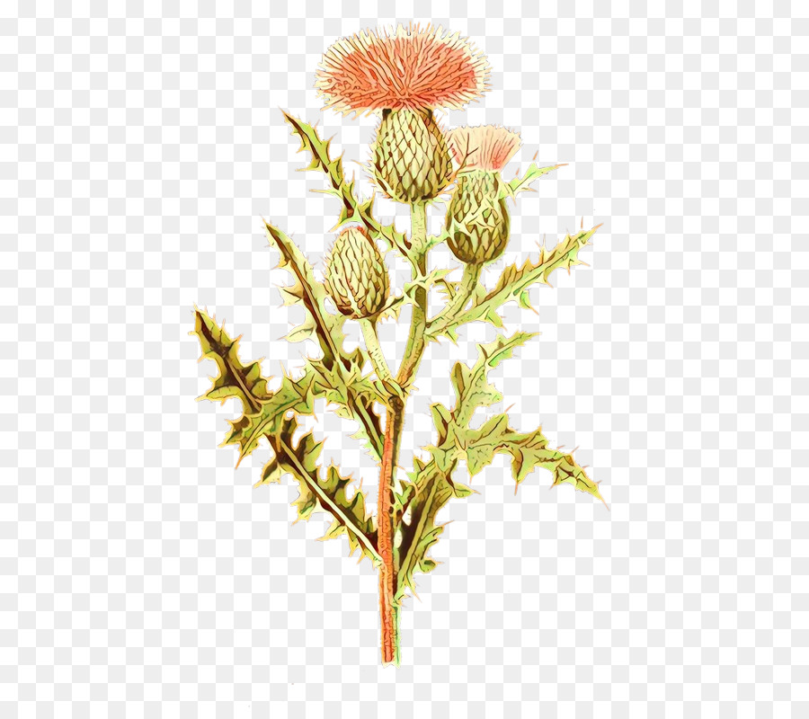 Cardo，Flor PNG