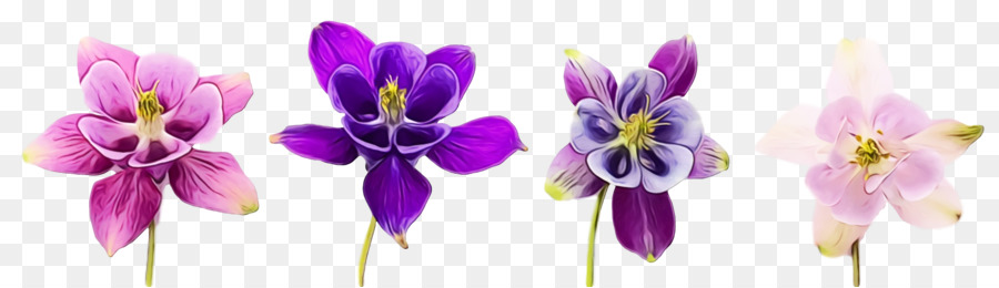 Flores，Florescer PNG