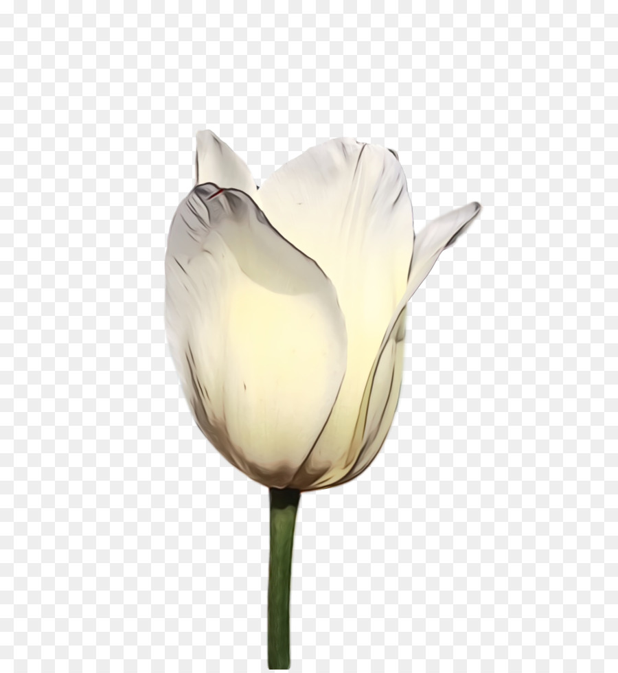 Branco，Tulip PNG