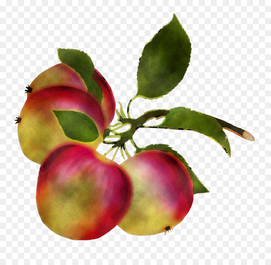 Planta，Frutas PNG