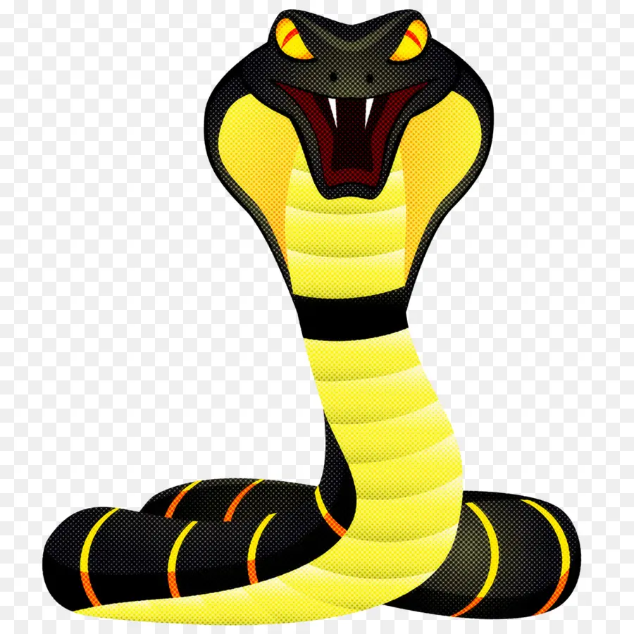 Rei Cobra，Elapidae PNG