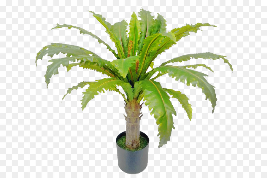 Planta，Flowerpot PNG