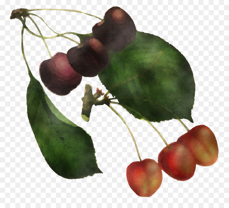 Folha，Planta PNG