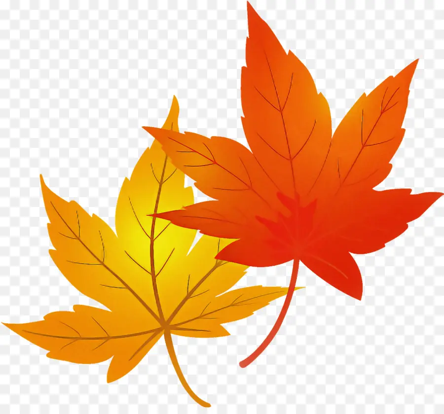 Folha，Maple Leaf PNG