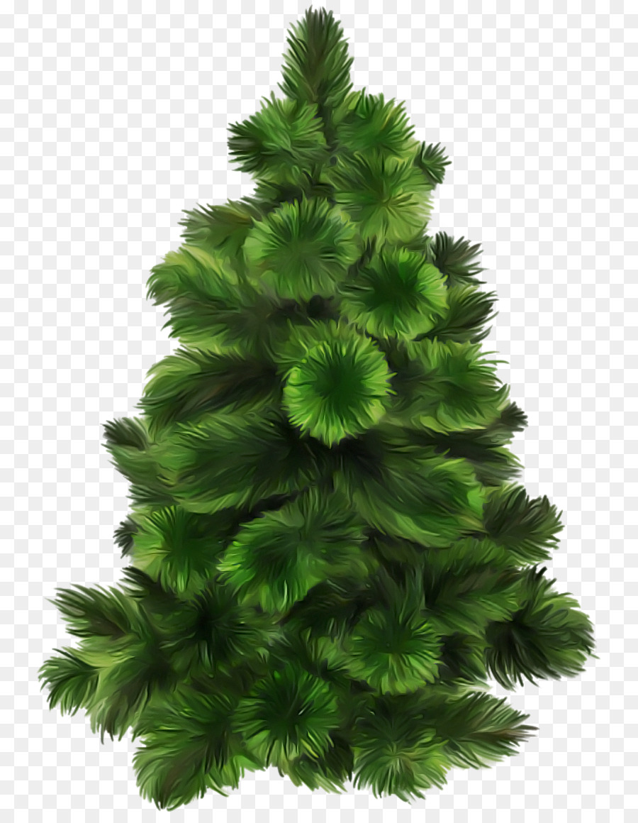 Pinho Branco，Amarelo Fir PNG