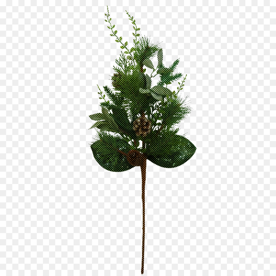 Planta，Flor PNG