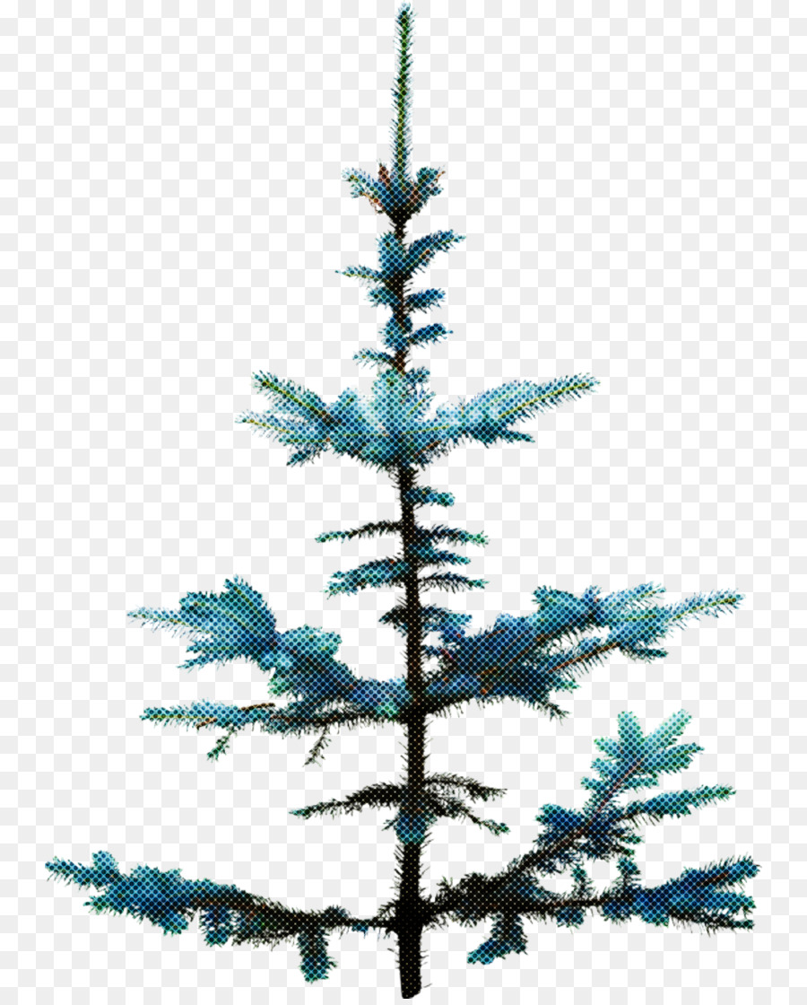 Abeto Preto De Folhas Curtas，Bálsamo Fir PNG