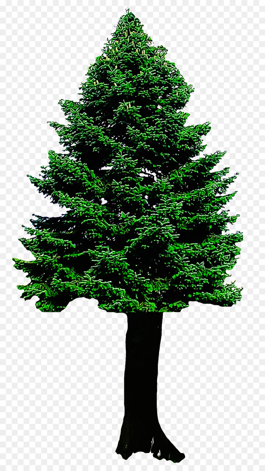 árvore，Abeto Preto De Folhas Curtas PNG