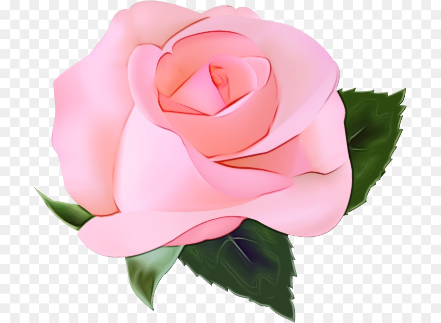 Rosa Pêssego，Florescer PNG