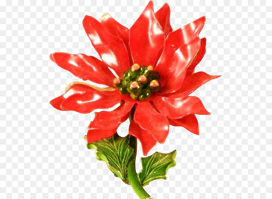 Flor Vermelha，Florescer PNG