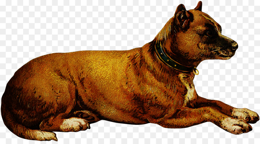 Cachorro，American Staffordshire Terrier PNG