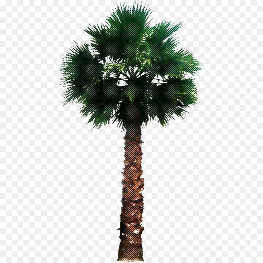 árvore，Palmeira De Deserto PNG