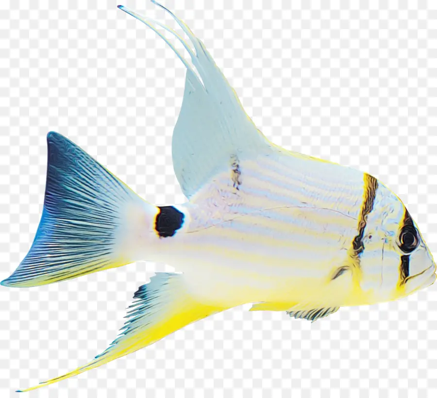 Peixe，Fin PNG