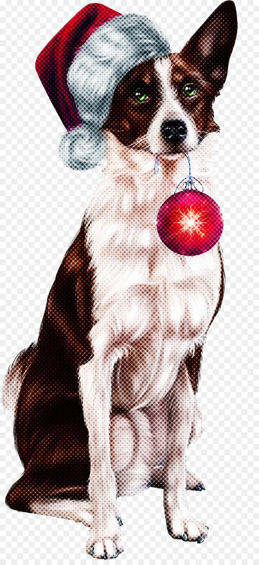 Cachorro，Border Collie PNG