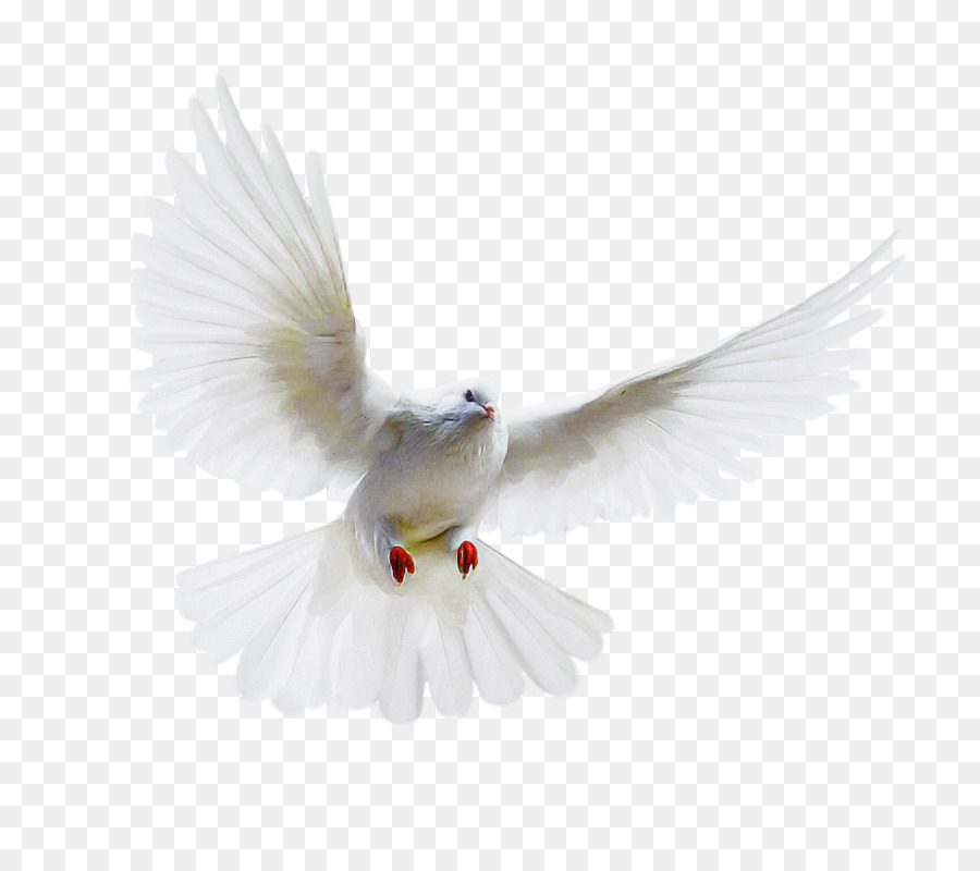 Branco，Aves PNG