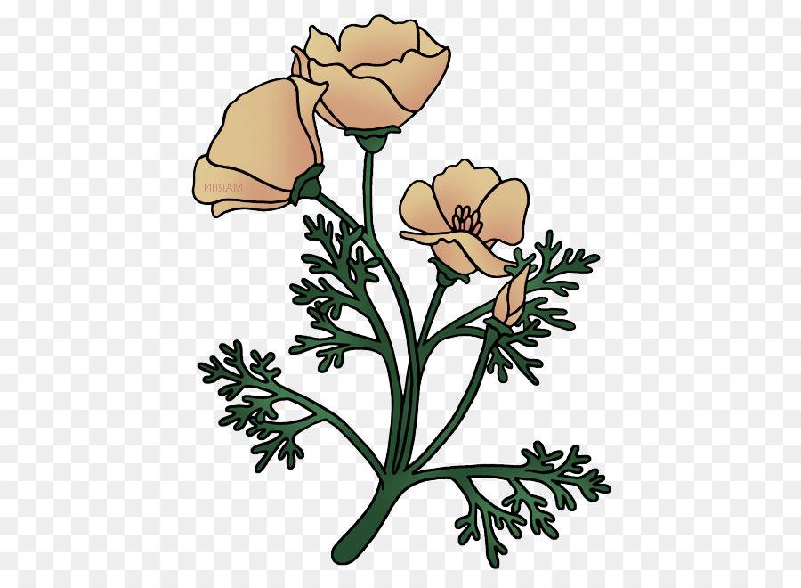 Flor，Planta PNG