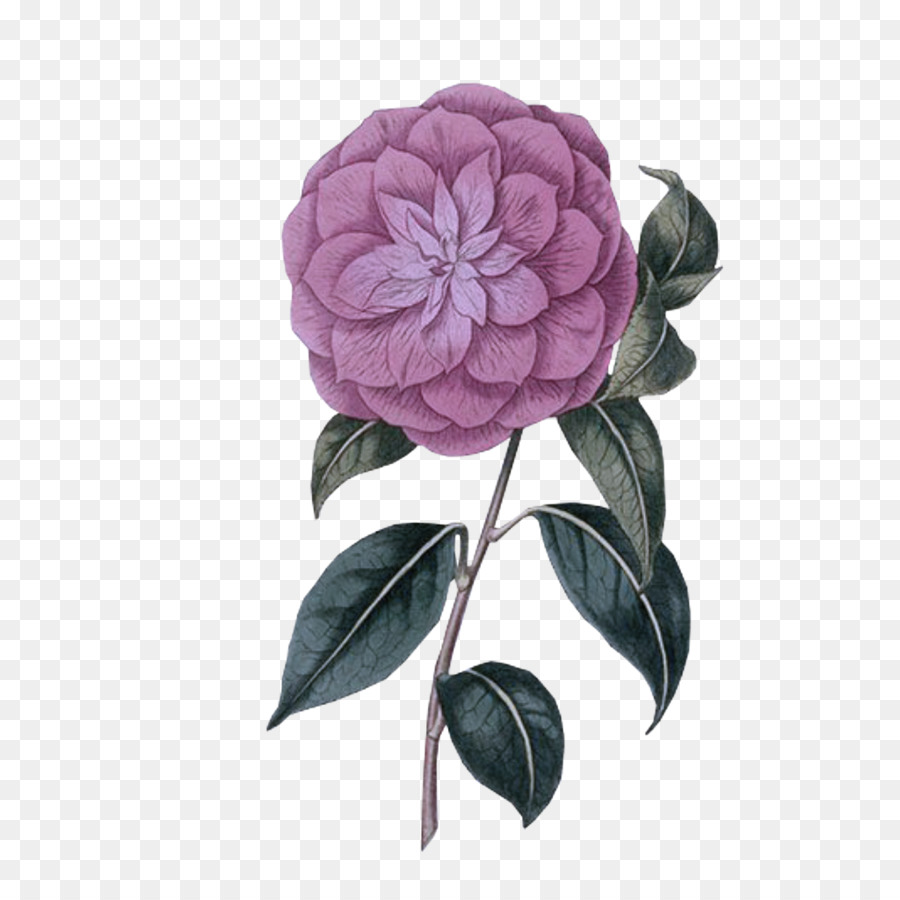 Flor，Violeta PNG