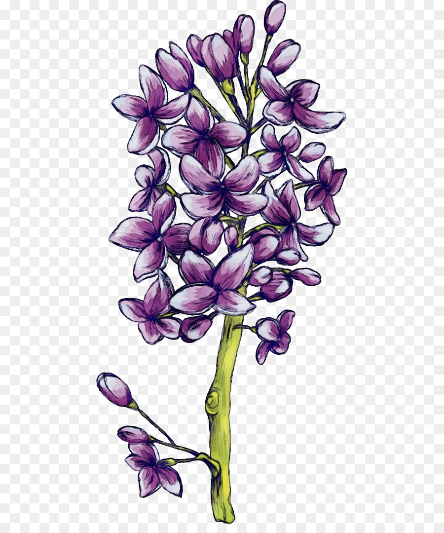 Flor，Planta PNG