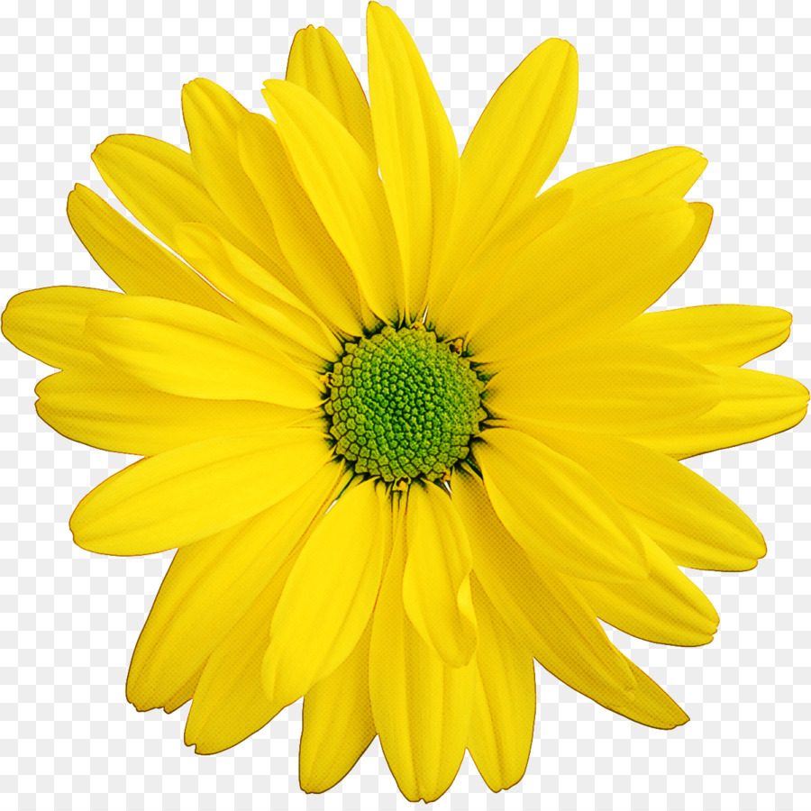 Flor，Amarelo PNG