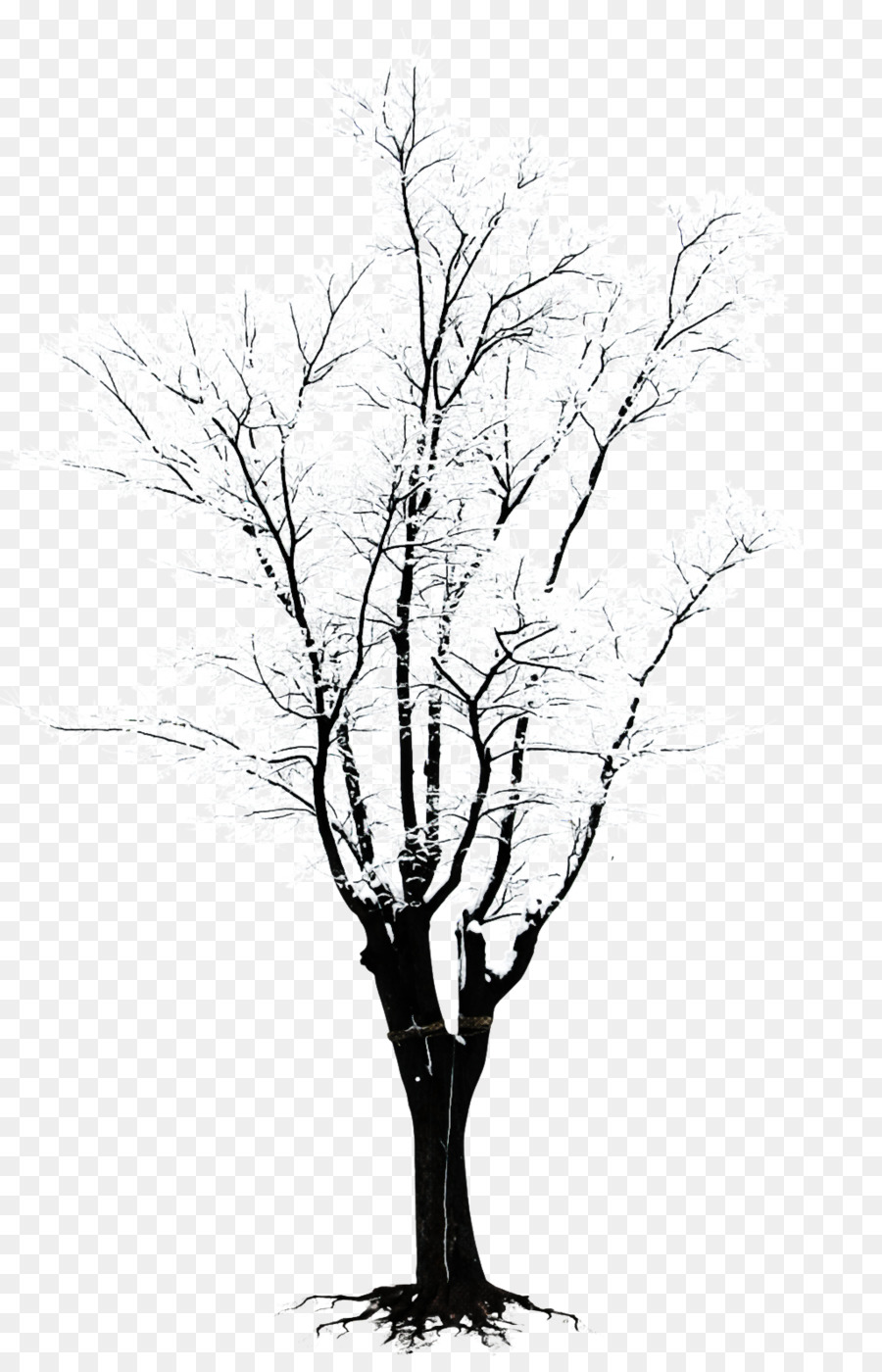 árvore，Ramo PNG