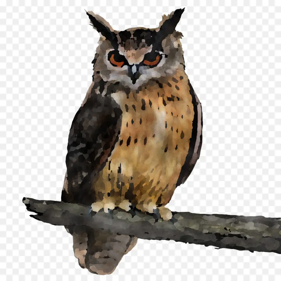 Coruja，Aves PNG