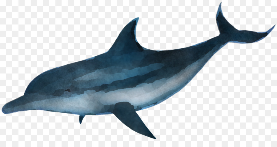 Dolphin，Fin PNG