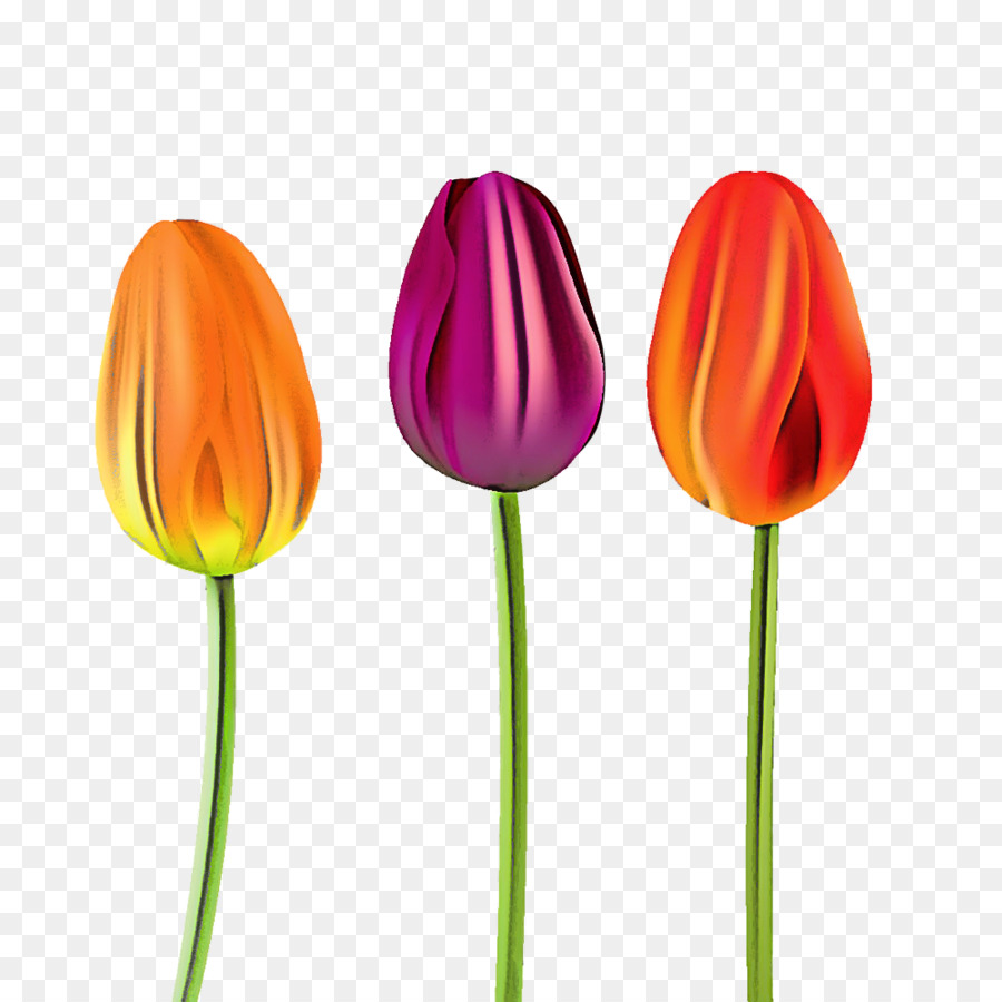 Tulipa，Plantar PNG