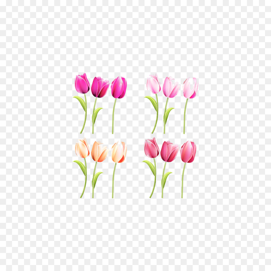 Tulip，Flor PNG