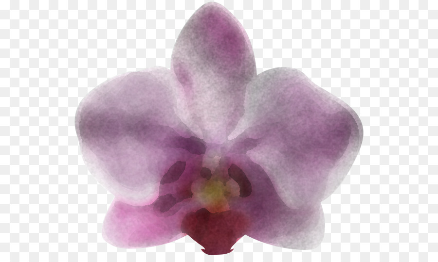 Violeta，Flor PNG