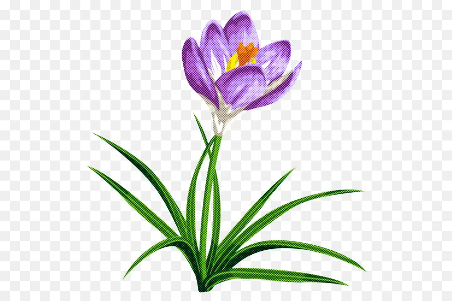 Flor，Planta PNG