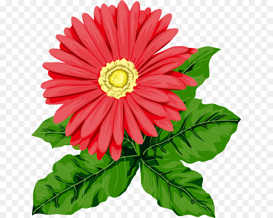 Flor，Margarida De Barberton PNG