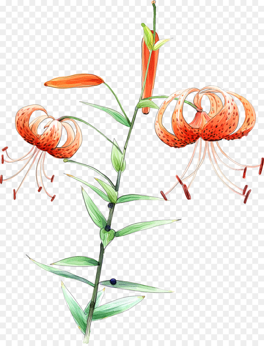 Flor，Planta PNG