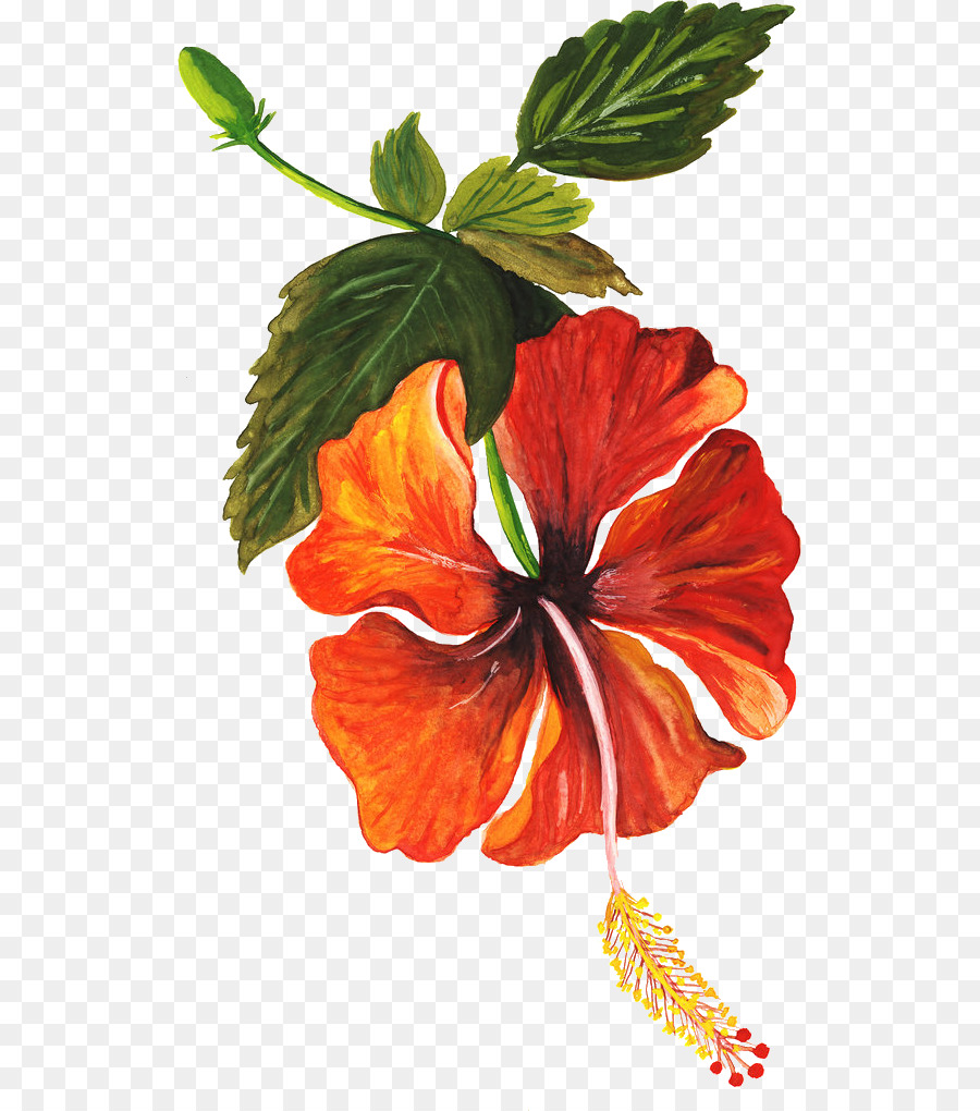 Flor，Havaiano De Hibisco PNG