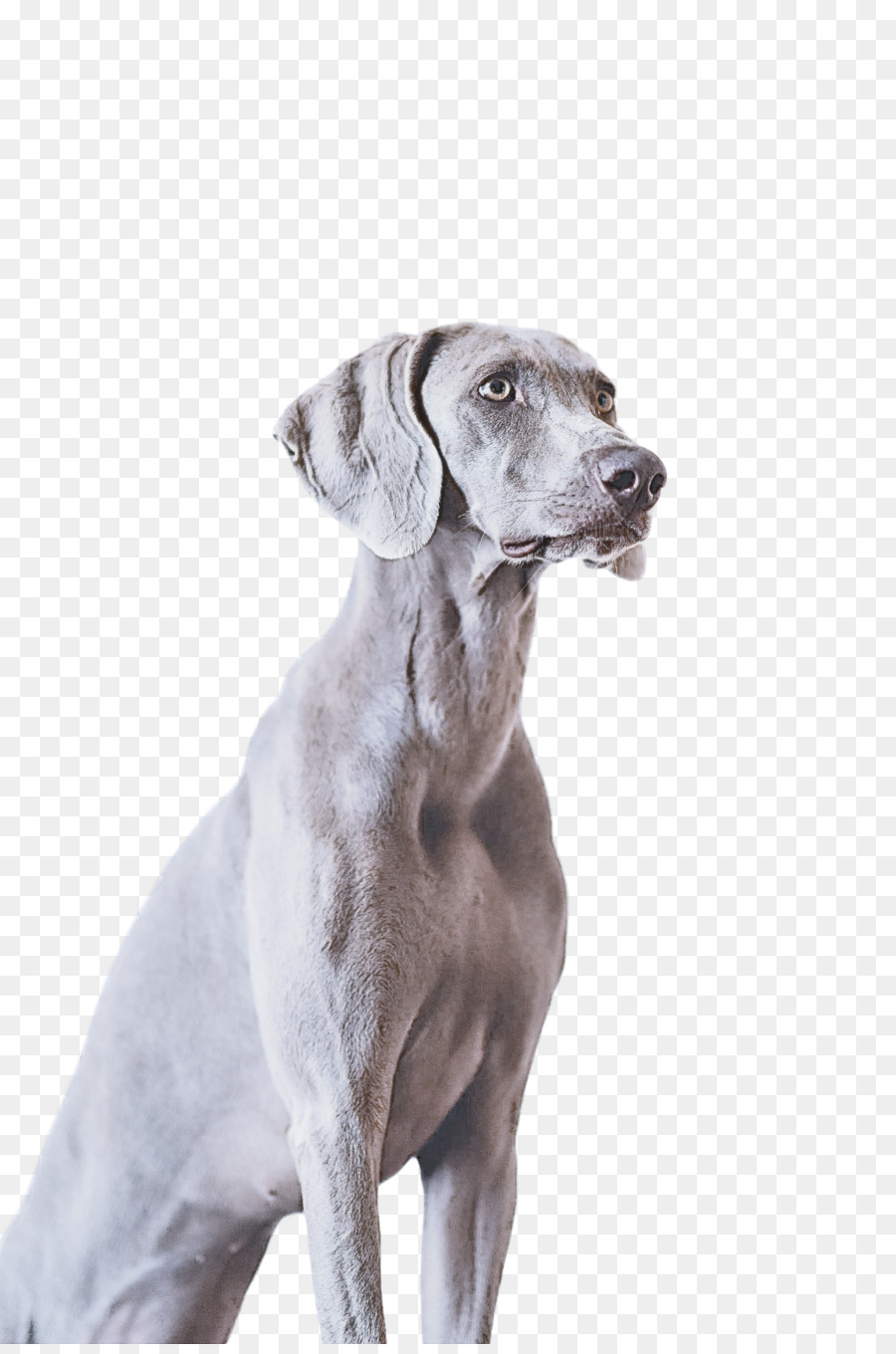 Cachorro，Bicho De Estimação PNG