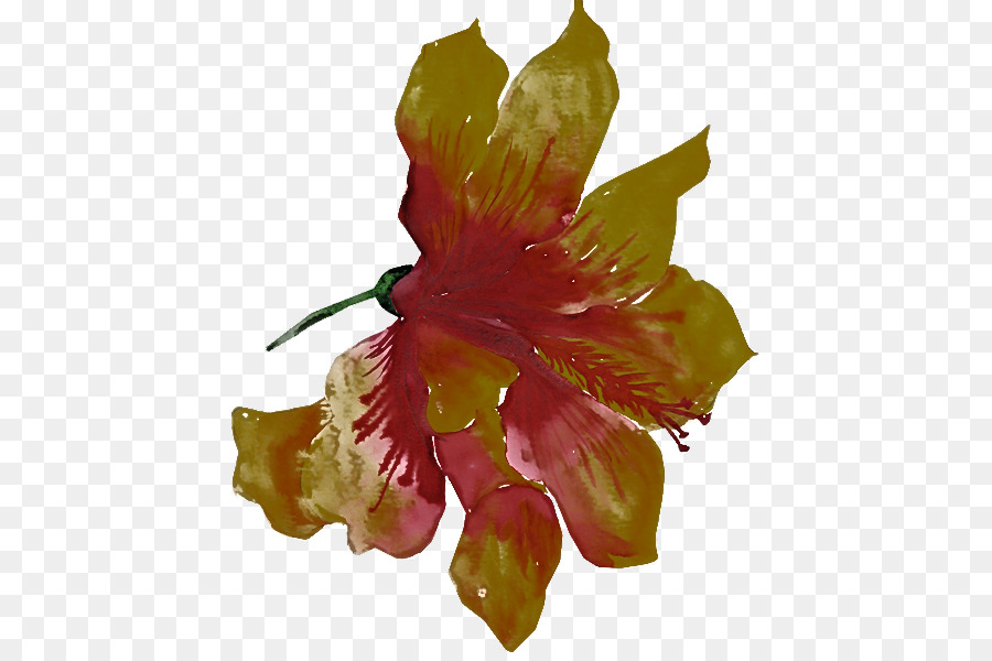 Flor，Hibiscus PNG