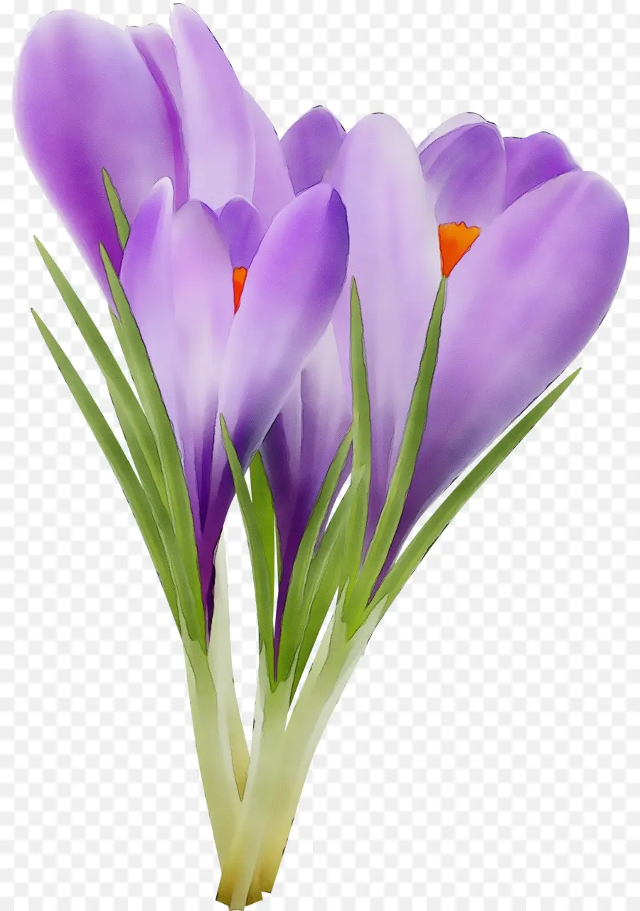 Flor，Cretense Crocus PNG