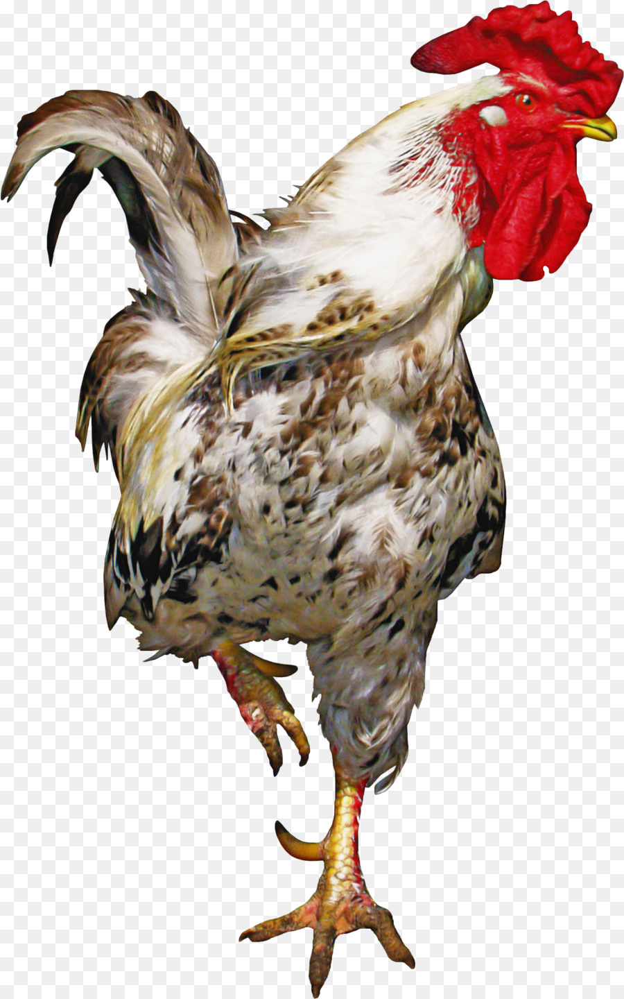 Frango，Aves PNG