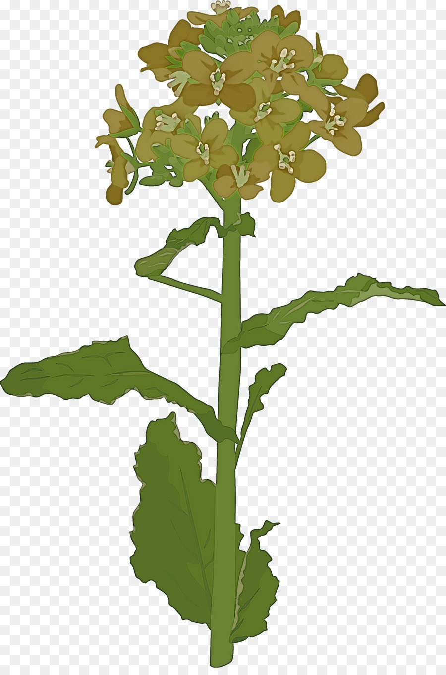 Flor，Planta PNG