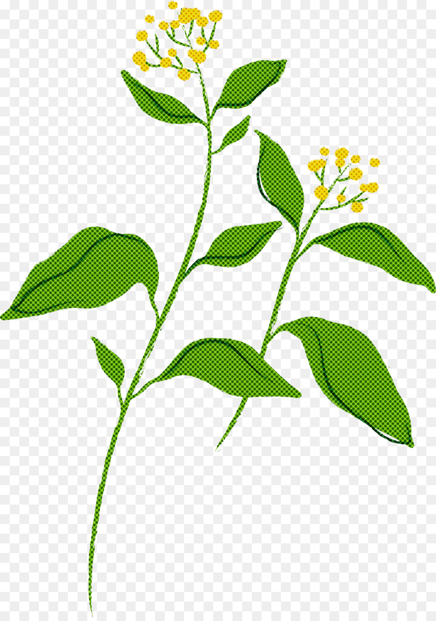 Flor，Planta PNG