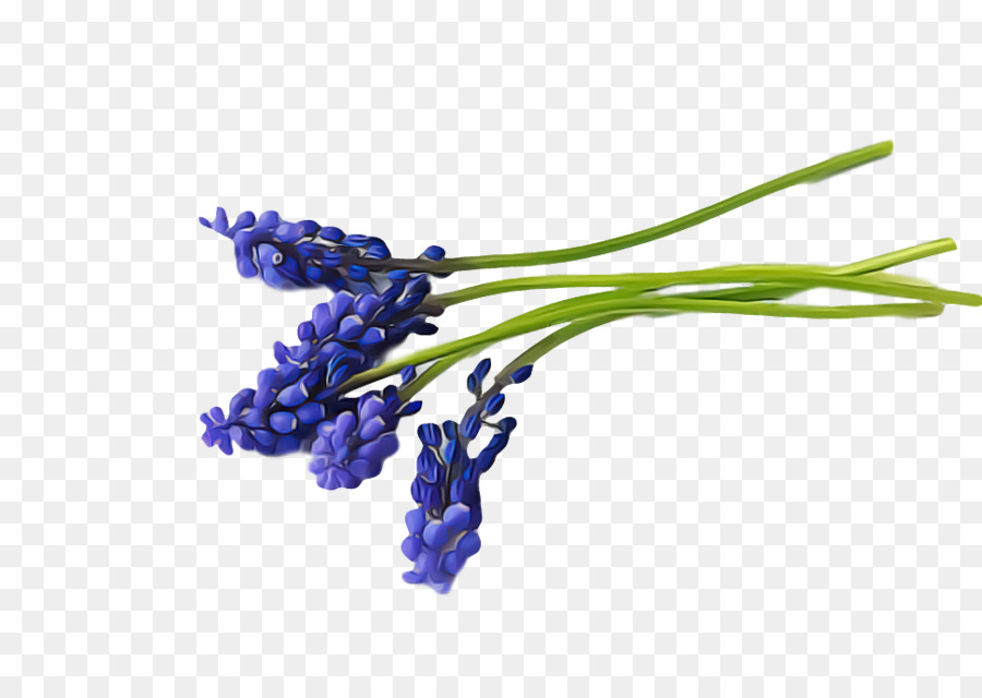 Lavanda，Roxo PNG