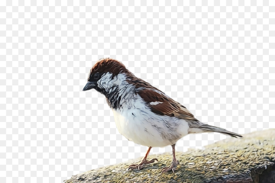 Aves，Pardal PNG