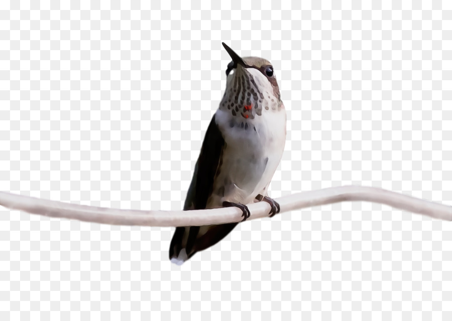 Aves，Bico PNG