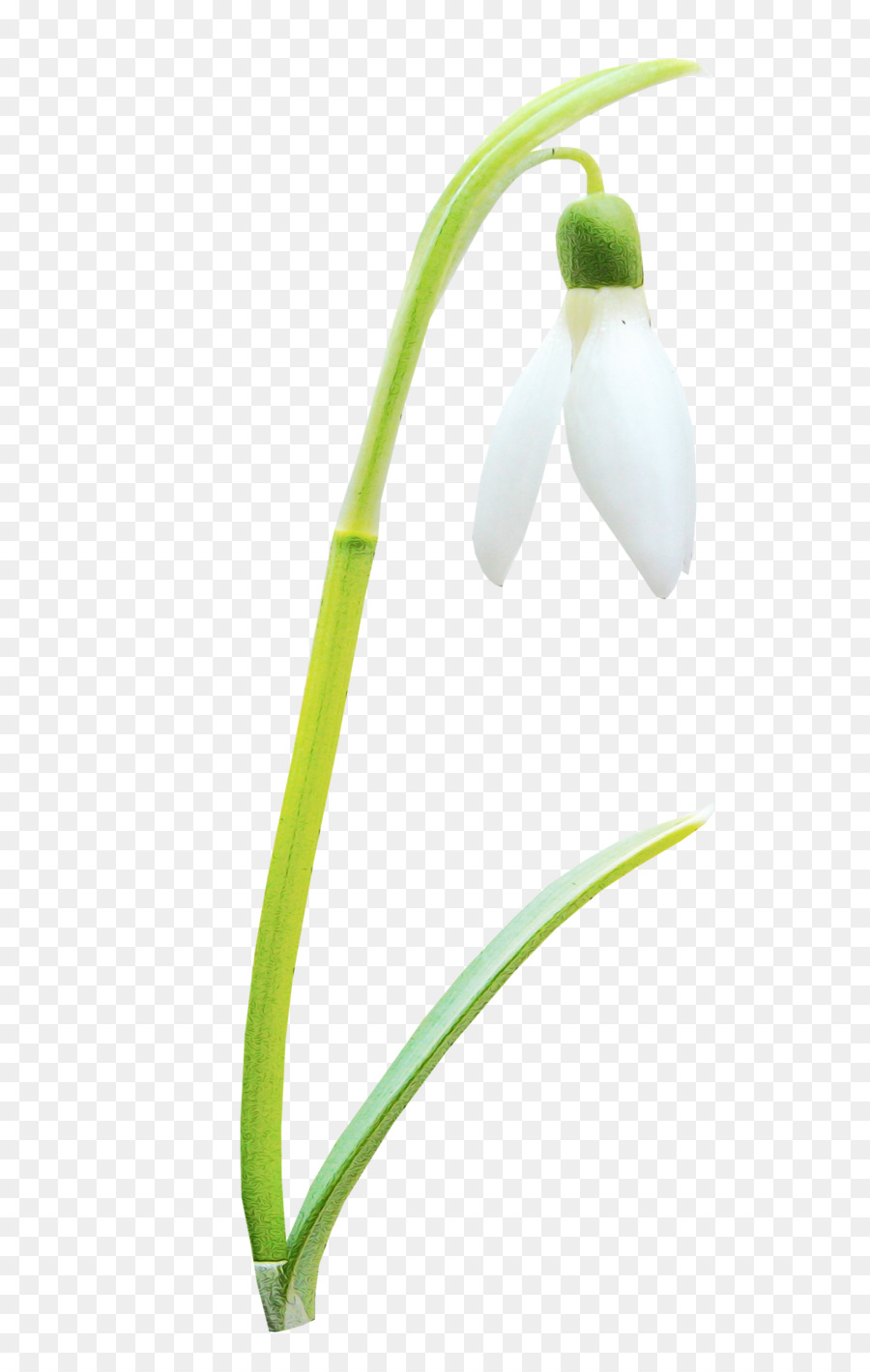 Snowdrop，Galanthus PNG